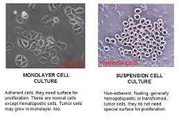 Check spelling or type a new query. Cell And Tissue Culture Cell Culture Propagation Of