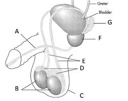 The reproductive system (the human body, how it works) randolph w.|ph.d. Sc 912 L 16 13 Reproductive System