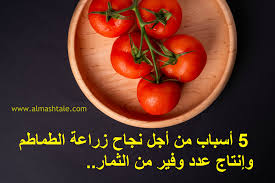 الطماطم واحدة من أكثر الثمار شهرة على وجه الأرض تقريبا أغلب شعوب الأرض تستخدمها كغذاء أو مكون في صنع الطعام والصلصات بشكل أو ب stuffed peppers vegetables food