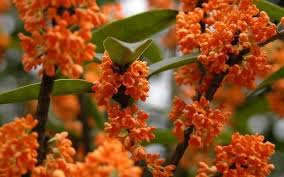 Fragrant Orange Tea Olive Osmanthus Fragrans Aurantiacus 3 Gallon Rare Finds Osmanthus Fragrans Plants Garden Shrubs
