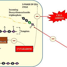 Image result for Cytarabine