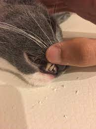 We did not find results for: Anyone Know What These Are I Just Noticed A Red Vertical Line On Each Of The 4 Fangs Cats