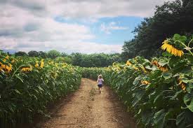 We are closed for the this is our newest calf at the sunflower field. Golden Happiness Where To Find Sunflower Fields Near Appleton