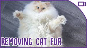 If you're looking for a few methods to remove & keep cat hair from your clothes, then you've come to the right. The Best Ways To Remove Cat Hair From Clothes And Furniture Youtube