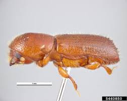 Image result for Micractis bojeri