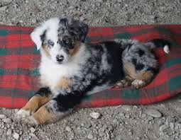 Unsere red tri hündin hat wunderschöne welpen reinrassige australian shepherd welpen haben gesund und munter das licht der welt erblickt. Datb E V Australian Shepherd