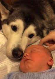 Taking Bailey for his first try in the bike trailer and Boris came alo...