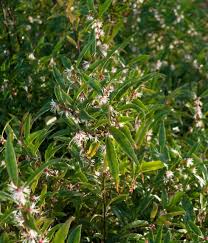 Image result for Vahlia digyna