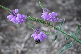 A purple aura doesn't mean just one thing but rather can differ depending on the shade. Lavender Meaning Symbolism And Characteristics Morflora