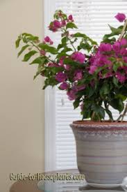 During the growing season you will apply every 8. Bougainvillea Plant Care Bougainvillea Glabra