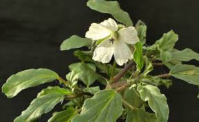 Image result for Monsonia glauca