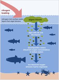 Nitrogen Effects Environmental Assessment Program Nitrogen Dissolved Oxygen Oxygen