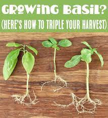 How To Grow Basil From Cuttings Easy Herb Garden Trick In 2021 Growing Basil Growing Backyard Garden