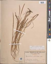 Image result for Hemarthria