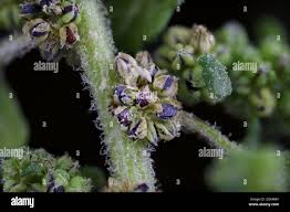 Image result for Dysphania pumilio