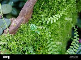 Image result for Asplenium sandersonii