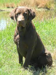 Check spelling or type a new query. Professional Labrador Training Breeding In Southside Virginia North Carolina Cedar Hill Retrievers