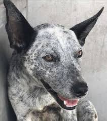 5 miles 10 miles 25 miles 50 miles 100 miles 200 miles 500 miles. Looking Glass Animal Rescue Reviews And Ratings Ridgefield Ct Donate Volunteer Review Greatnonprofits