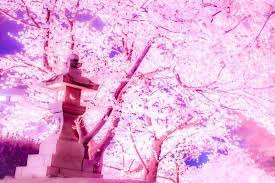 О сайте мы в соц. Anime Pink Scenery Flower Aesthetic Sakura Cherry Blossom Art Rose Spring Landscape Rose Pretty Cute By Miaogirl Akura Aesthetic Art