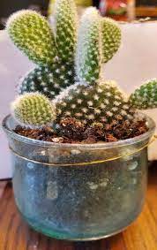 Cactus is a plant suitable for soil changes every few years. Planting Repotting Succulents Complete How To Guide With Pictures