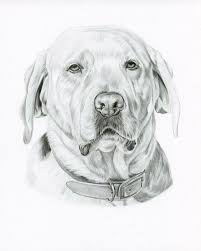 Ritratto Cane Animale Disegni Da Copiare Facili E Belli Matita Foglio Disegno Realistico Arte Di Cani Disegno Di Visi