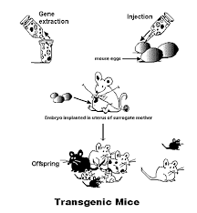 Bacterial transformation is another example of a process that leads to a transgenic organism. 2