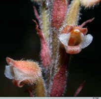 Image result for Hetaeria