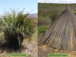 Image result for Restionaceae