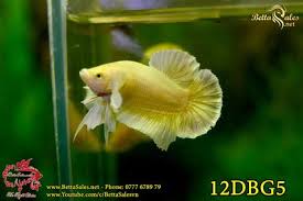 Dumbo Gold 05 Www Bettasales Net 0777 678979 Betta Sales