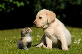Maybe you would like to learn more about one of these? Pet Adoption Is Free This Week At Metro Animal Care And Control Nashville Tn Patch