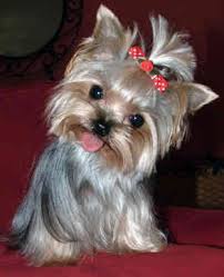 yorkshire terriers jorkshirskij terer mini shenki terera shenki jorkshirskogo terera
