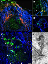 Image result for Aeschynomene afraspera