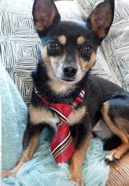 Remember you can always check out our website & facebook page for adoptable pets and our success stories! Project Precious Rescue Inc Reviews And Ratings Stamford Ct Donate Volunteer Review Greatnonprofits