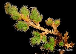 Image result for Selaginellaceae