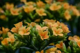 Fiori gialli, a grappolo pianta è una pianta pioniera, molto utilizzata come pianta ornamentale grazie alla sua profumata fioritura con fiori gialli molto. Kalanchoe Curiosita Coltivazione E Cura Della Calancola O Calancoe