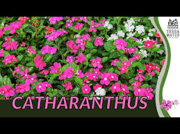 Image result for Catharanthus