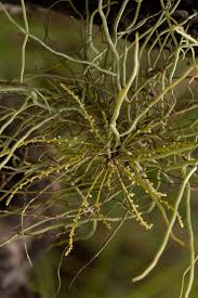 Image result for Microcoelia exilis