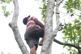 Image result for Mitragyna rubrostipulata