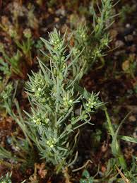 Image result for Thesium megalocarpum