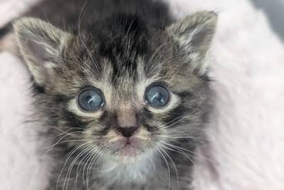 Why Cats Have Slit Pupils and Green Eyes: A Look at Feline Eye Evolution -  The Animal Medical Center