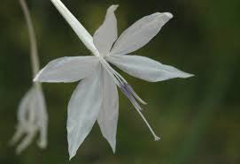 Image result for Afrosolen schimperi