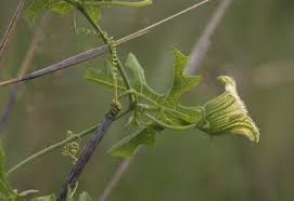 Image result for Coccinia rehmannii