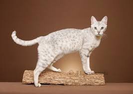 F5 Savannahs F5 Savannah Cats F5 Savannah Kittens Kittens Cutest F5 Savannah Cat Cats