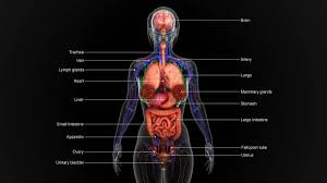 In the human body, there are five vital organs that people need to stay alive. 26 600 Human Internal Organ Stock Photos Free Royalty Free Human Internal Organ Images Depositphotos