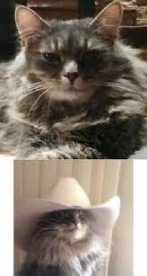 Yeah, tiny doesn't mean not lethal. I Just Realized That My Cat Looks Like The Cowboy Cat Meme Mildlyinteresting