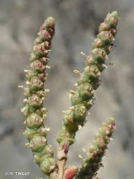 Image result for Sarcocornia perennis