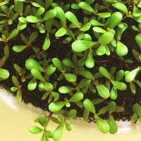They are useful in areas with poor soil where other plants struggle to grow, and is versatile as a ground cover, bedding plant, in containers or hanging baskets. How To Grow Purslane Microgreens In A Container