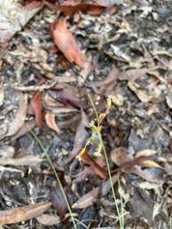 Image result for Vahlia dichotoma