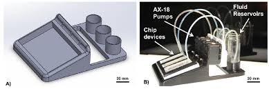 Gammaruschip Innovative Lab On A Chip Technology For Ecotoxicological Testing Using Marine Amphipod Allorchestes Compressa