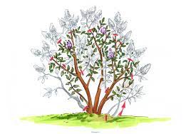 Der immergrüne buchsbaum, ein gewächs mit der wohl längsten tradition der gartenbaukunst. Straucher Schneiden Schnittanleitungen Mit Illustrationen